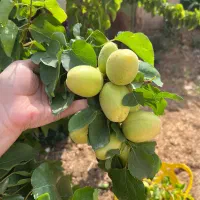 ۷۵۰متر خانه باغ جمیل آباد|فروش خانه و ویلا|بافت, |دیوار