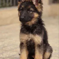 توله ژرمن‌های بازیگوش و باهوش