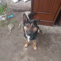 واگذاری توله ژرمن