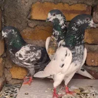 کبوتر فوق پرش تیر ماهی
