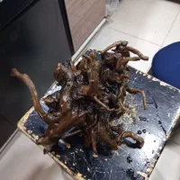 چوب آبنوس|ماهی|اهواز, کمپلو جنوبی|دیوار