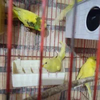 مرغ عشق|پرنده|آشخانه, |دیوار