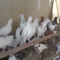 کبوتر پلاکی وکینگ و هومر و طوقی|پرنده|اصفهان, کلمه خوران|دیوار