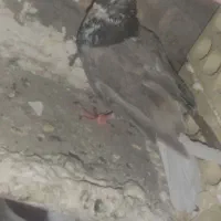 مامله میکنم|پرنده|ایرانشهر, |دیوار