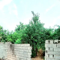 باغچه داخل بافت مرزون آباد امیرکبیر غربی