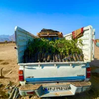 نهالستان پسته برکت|گل و گیاه طبیعی|کرمان, |دیوار