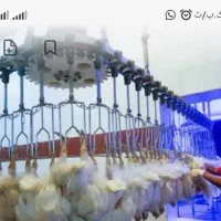 کارگر کشتارگاه