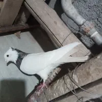 طوقی|پرنده|کرمانشاه, |دیوار