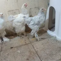 مرغ و خروس جوان برهما