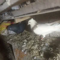 کبوتر|پرنده|سیلوانه, |دیوار