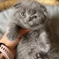 گربه اسکاتیش