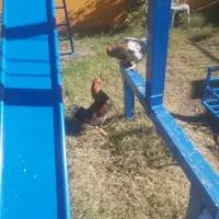 خروس محلی  جوان  دو نیم کیلو  به بالا  ۱تومن