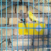 مرغ عشق|پرنده|آبدانان, |دیوار