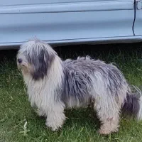 سگ خراجی و خروس