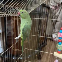 طوطی ملنگو سایز بزرگ|پرنده|ارومیه, |دیوار