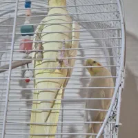 عروس هلندی|پرنده|ماکو, |دیوار