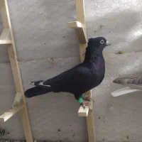 کفتر سبز سیاه زاغ|پرنده|شیراز, تندگویان|دیوار