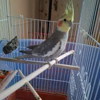 عروس هلندی