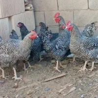 خروس آمروک