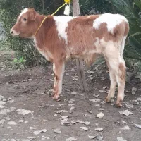 گوساله نر  گاو