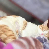 واگذاری گربه