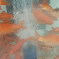 ماهی عید|ماهی|مشهد, فاطمیه|دیوار