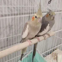 عروس هلندی ماده مست مست