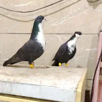 رنگی دورگه‌ای زیبا