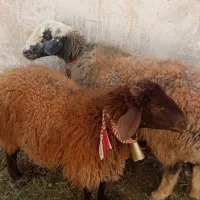 میش|حیوانات مزرعه|خمینی‌شهر, |دیوار