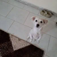 سگ نژاد اشپیتز پامرین