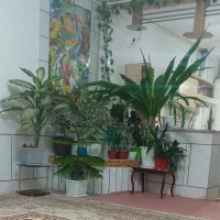 فروشی  گل های زیبا