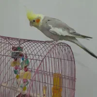عروس هلندی اهلی