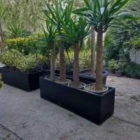 نخل یوکا در فلاورباکس