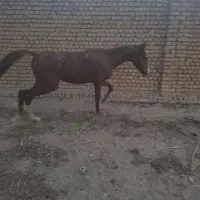 کره نریان|اسب و تجهیزات اسب‌سواری|رباط‌کریم, انجم آباد|دیوار