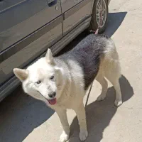 سگ هاسکی
