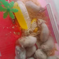 فروش توله همستر|موش و خرگوش|دهدشت, |دیوار