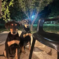 توله سگ دوبرمن