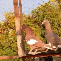 سفید آلمانی  سرک