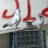 کبوتر بور بوری جفت پرشی کلکسیونی|پرنده|قم, ولیعصر|دیوار