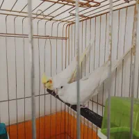 دو تا عروس هلندی با قفس
