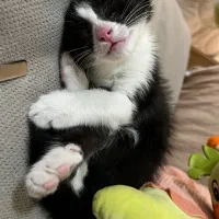 گربه نر ۵ ماهه