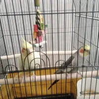 یک جفت عروس هلندی مولد