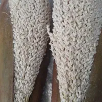 (گرده نخل وعرق کاشیکو)