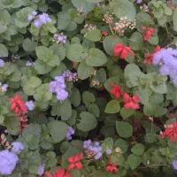 نظافت منزل و محل کار و را به