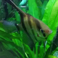 انجل جفت با تعداد تخم خیلی بالا