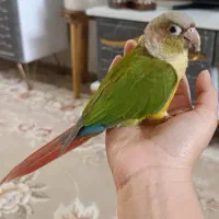 مژدگانی برای پیدا کردن عروس وگرینچیک