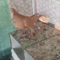 پلاکی ماده