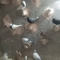 حدود ۳۰ تا حیوون پرشی