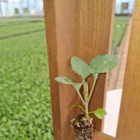 نشا انواع کاهو کلم بادمجان گوجه|گل و گیاه طبیعی|دزفول, |دیوار