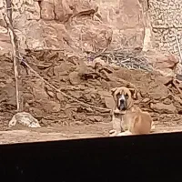 سگگ|سگ|فاروج, |دیوار